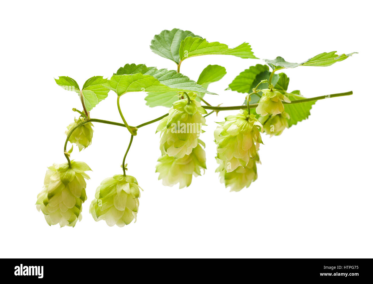 Il luppolo con foglie isolato su bianco Foto Stock