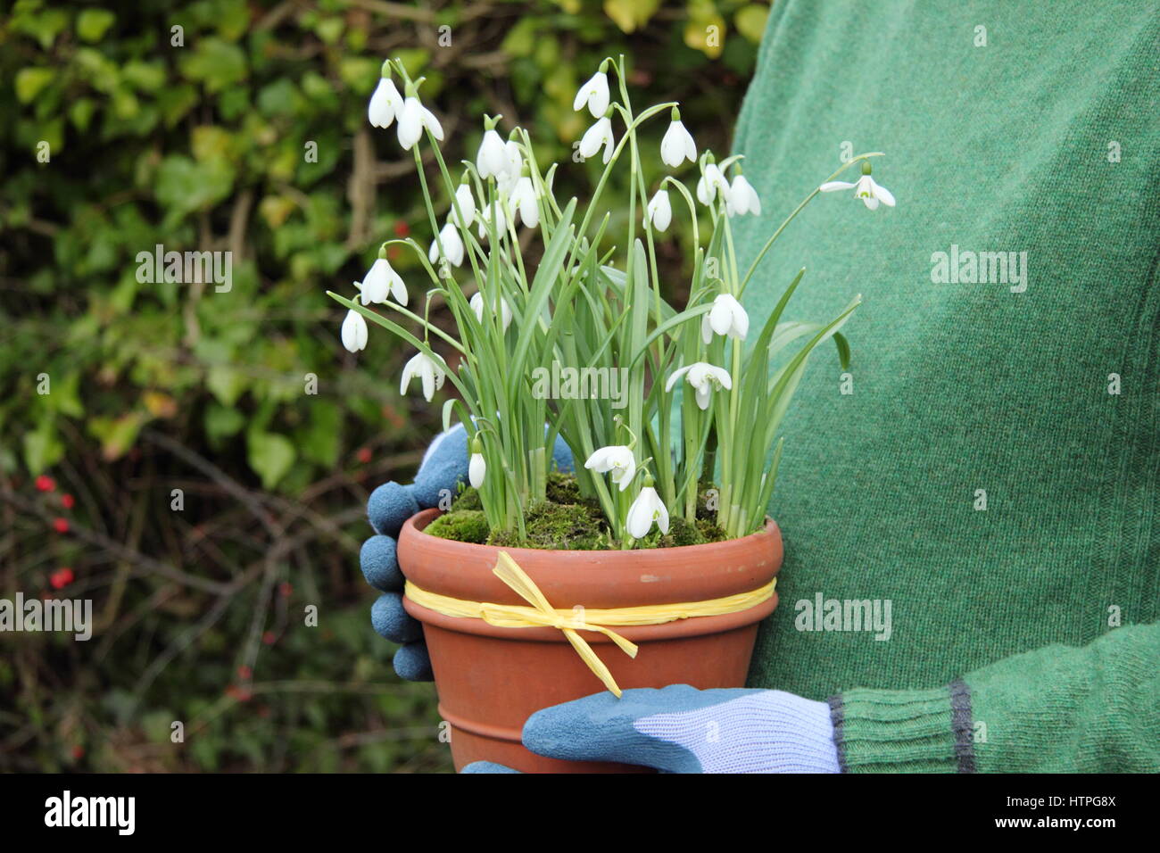 Giardiniere maschio porta comune (bucaneve Galanthus nivalis) in un vaso di terracotta per il posizionamento in un giardino inglese nel tardo inverno Foto Stock