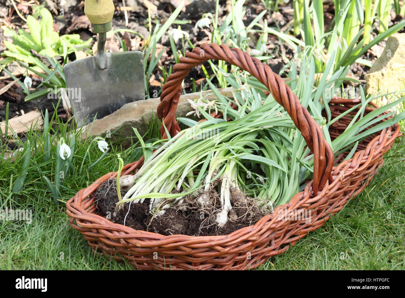 Un intrico di sollevato bucaneve (Galanthus nivalis) " nel verde" - ancora in foglia - in un trug, pronto per dividere e reimpianto in un giardino inglese Foto Stock