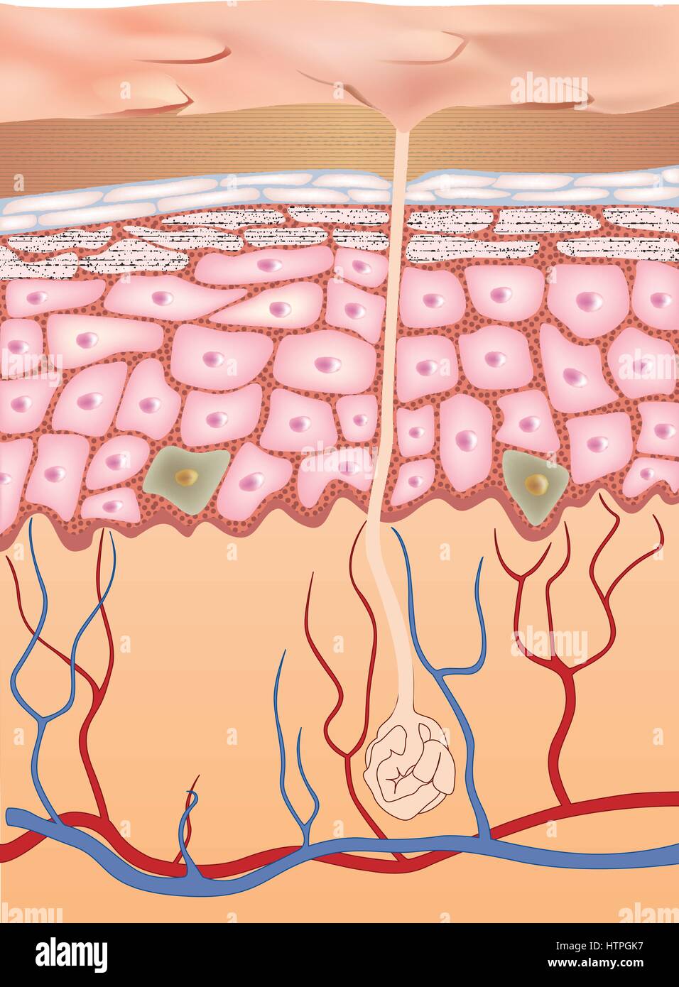 La pelle umana struttura. 3d anatomia dell'epidermide. illustrazione vettoriale isolati su sfondo bianco. Illustrazione Vettoriale