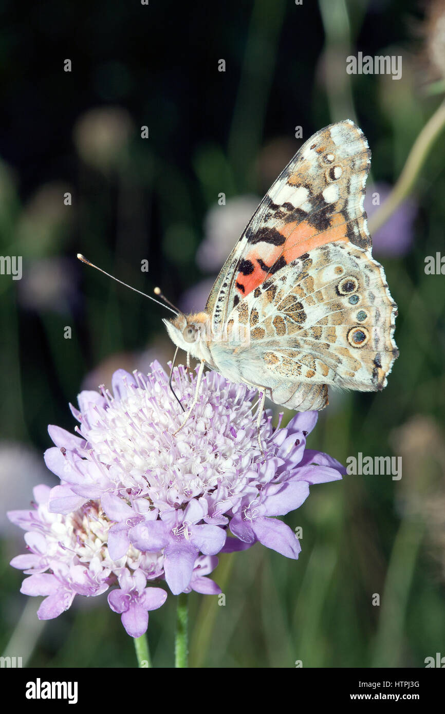 Regno:Animalia Phylum: Arthropoda Classe: Classe Insecta ordine: Lepidoptera Famiglia: Nymphalidae Genere: Vanessa sottogenere:Cynthia specie:V. cardui Foto Stock