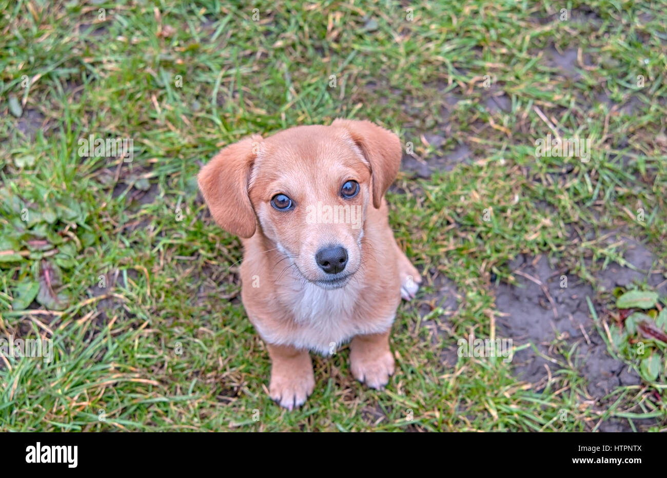 Closeup ritratto di un bassotto puppy in erba Foto Stock