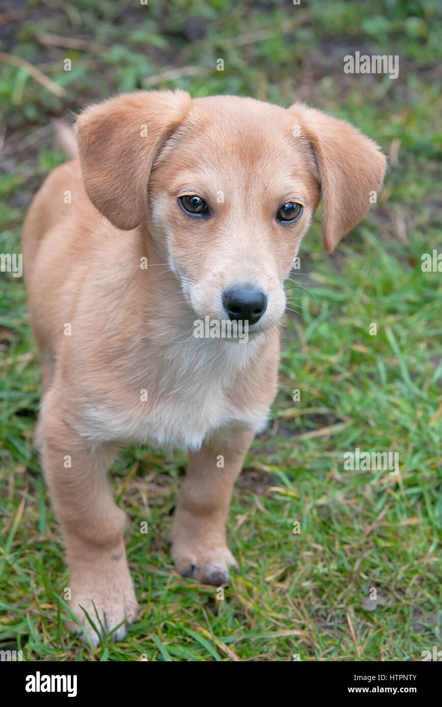 Closeup ritratto di un bassotto puppy in erba Foto Stock