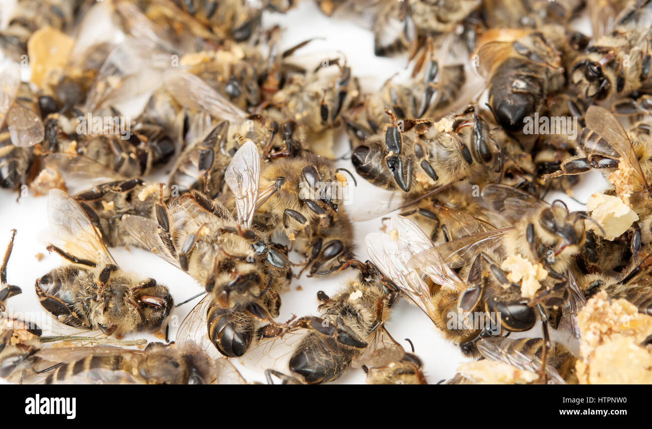Primo piano gruppo di dead bee isolati su sfondo bianco Foto Stock