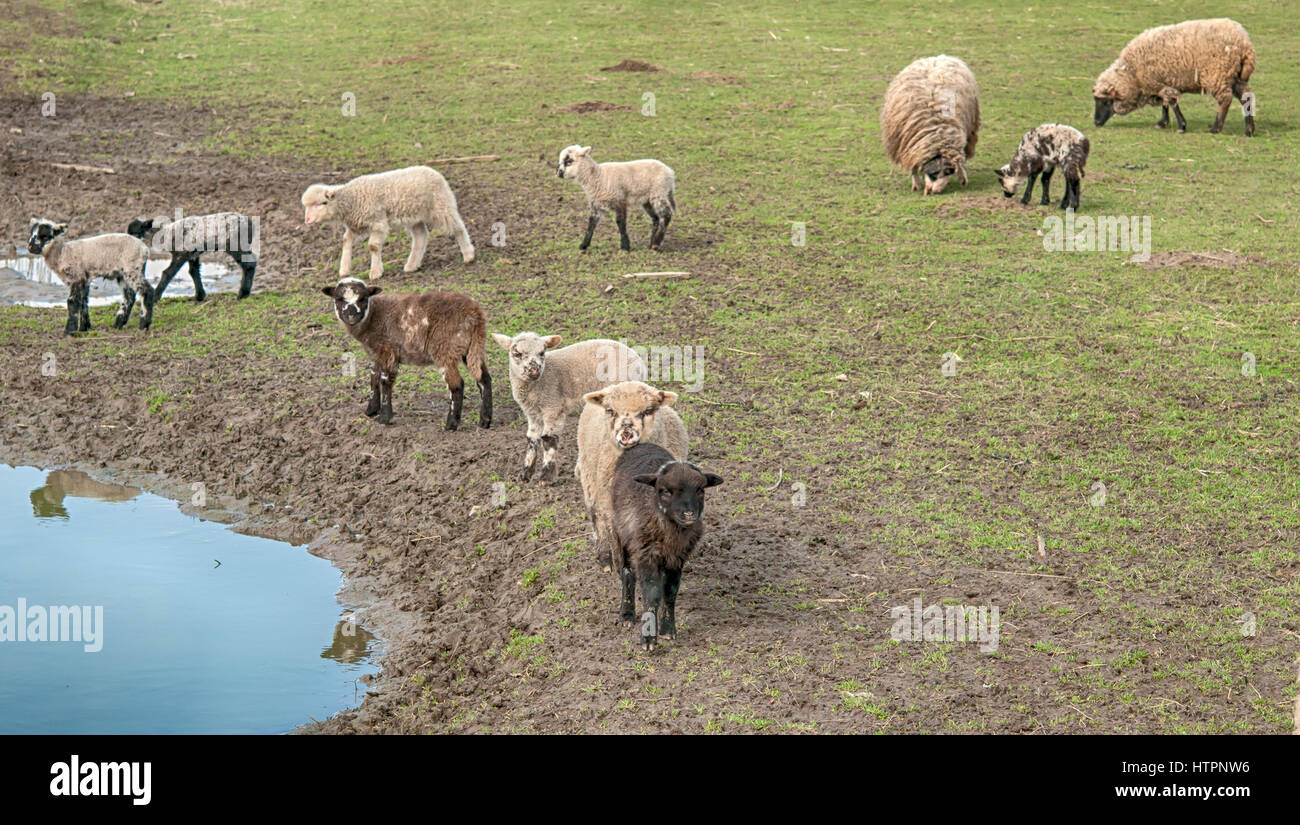 Pecore sul prato verde in montagna Foto Stock