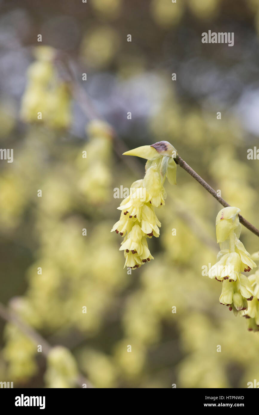 Corylopsis spicata. Spike amamelide fioritura ai primi di marzo. Cowslip bush. Regno Unito Foto Stock