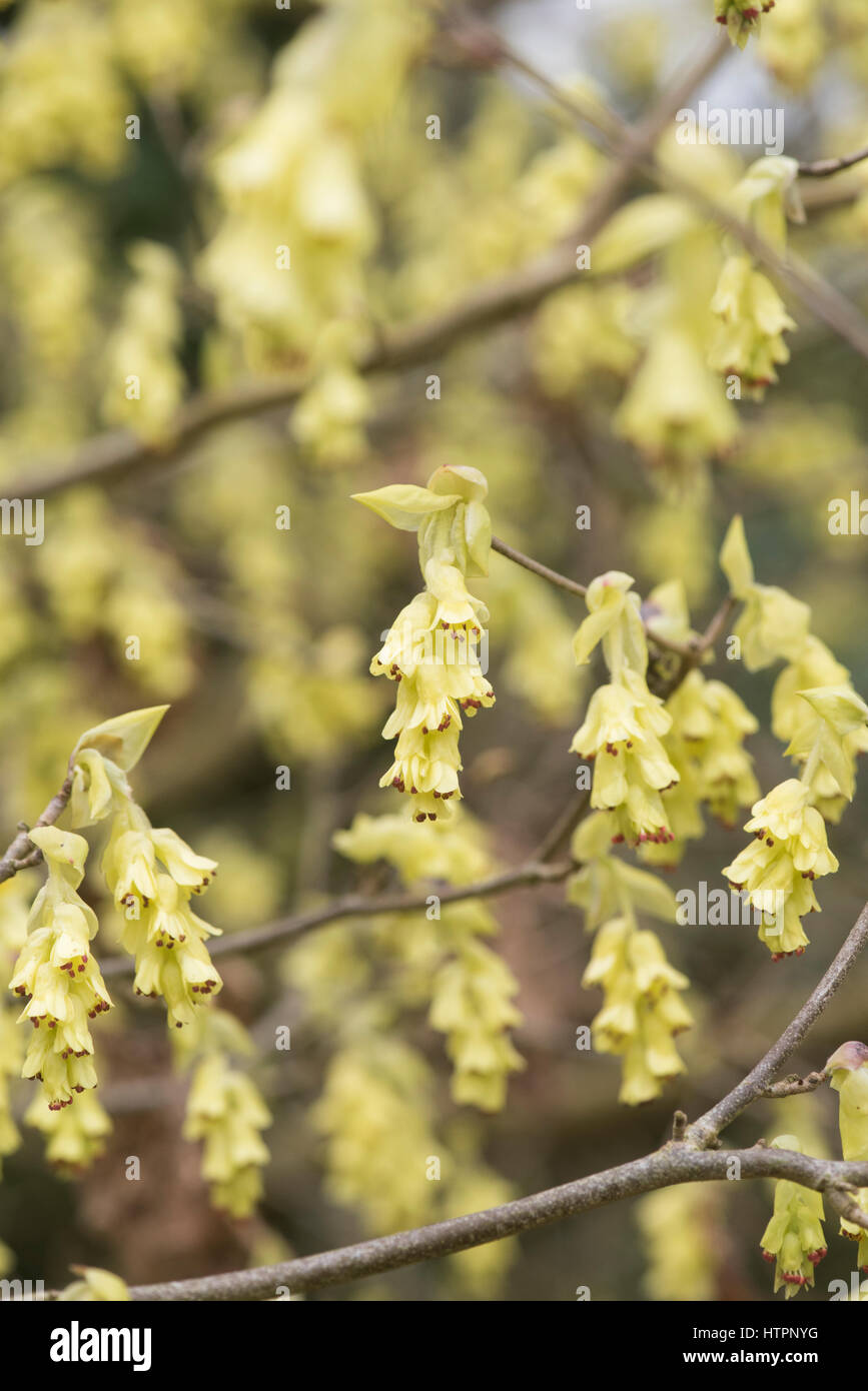 Corylopsis spicata. Spike amamelide fioritura ai primi di marzo. Cowslip bush. Regno Unito Foto Stock