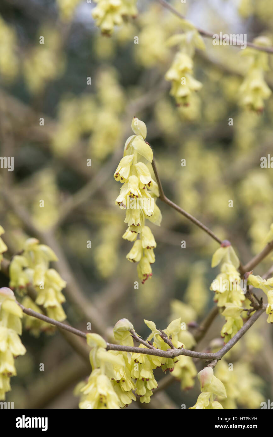 Corylopsis spicata. Spike amamelide fioritura ai primi di marzo. Cowslip bush. Regno Unito Foto Stock