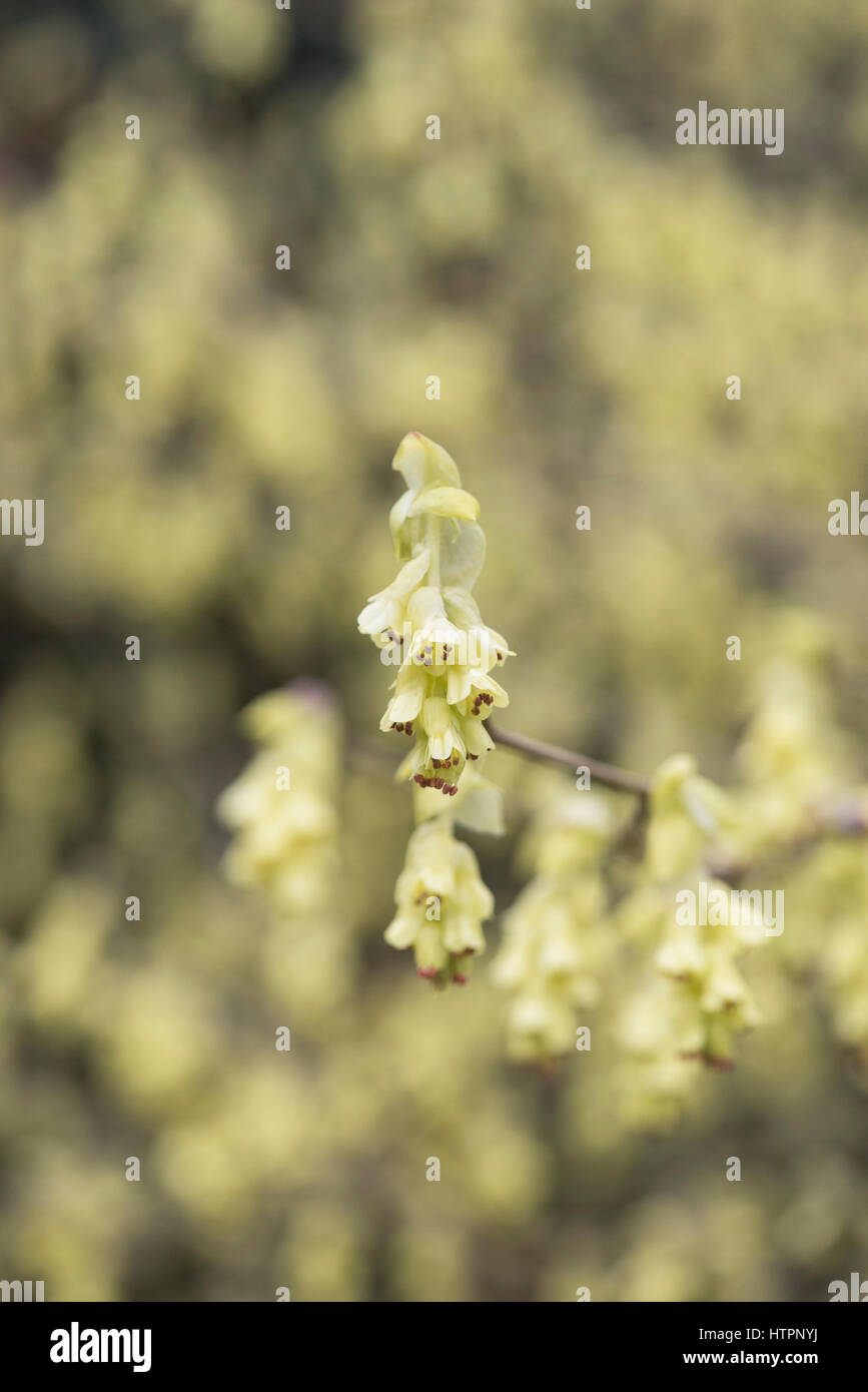 Corylopsis spicata. Spike amamelide fioritura ai primi di marzo. Cowslip bush. Regno Unito Foto Stock