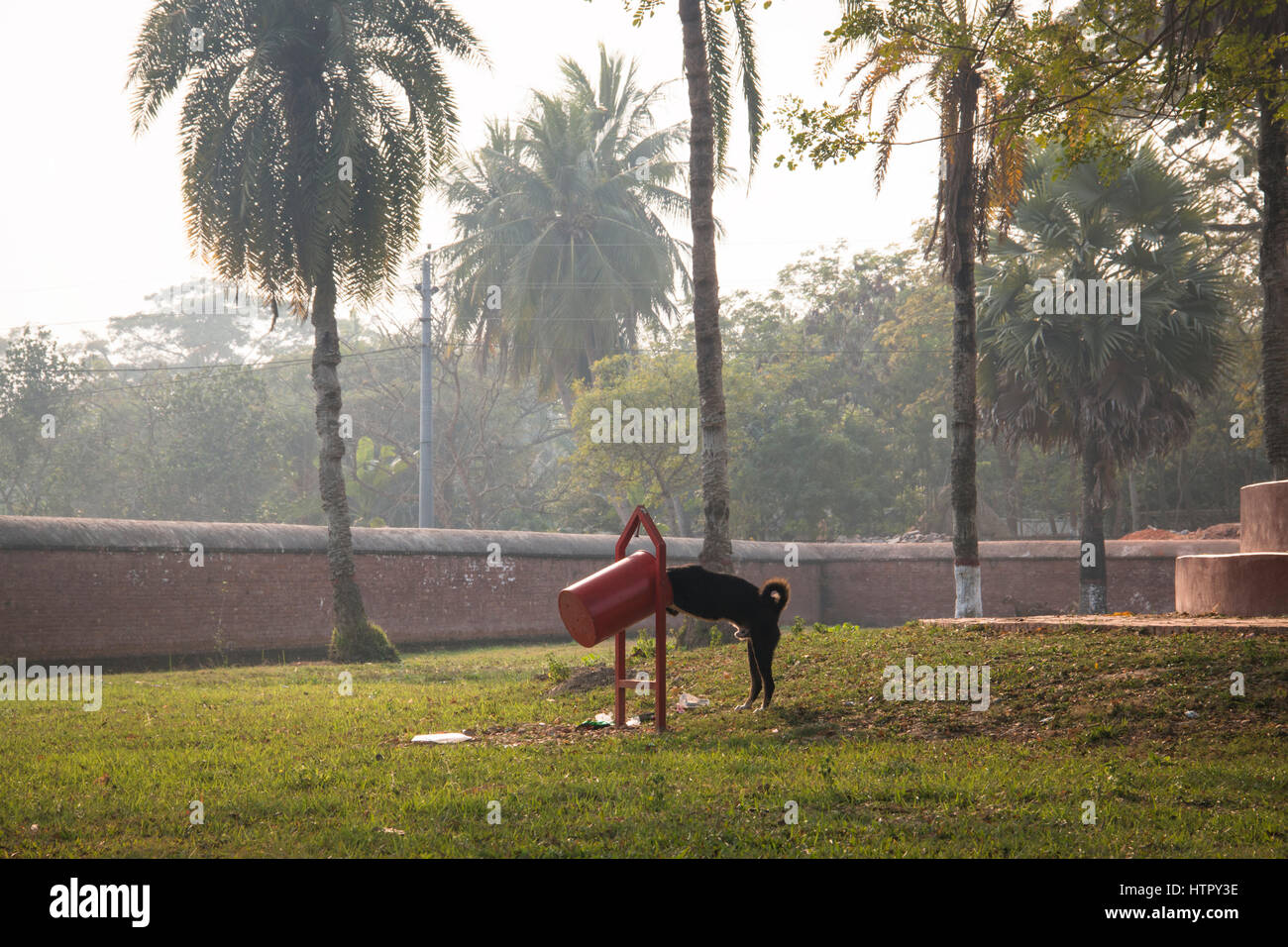 Cane di mangiare da un cestino della spazzatura a Shait Gumbad moschea di Bagerhat, Bangladesh Foto Stock