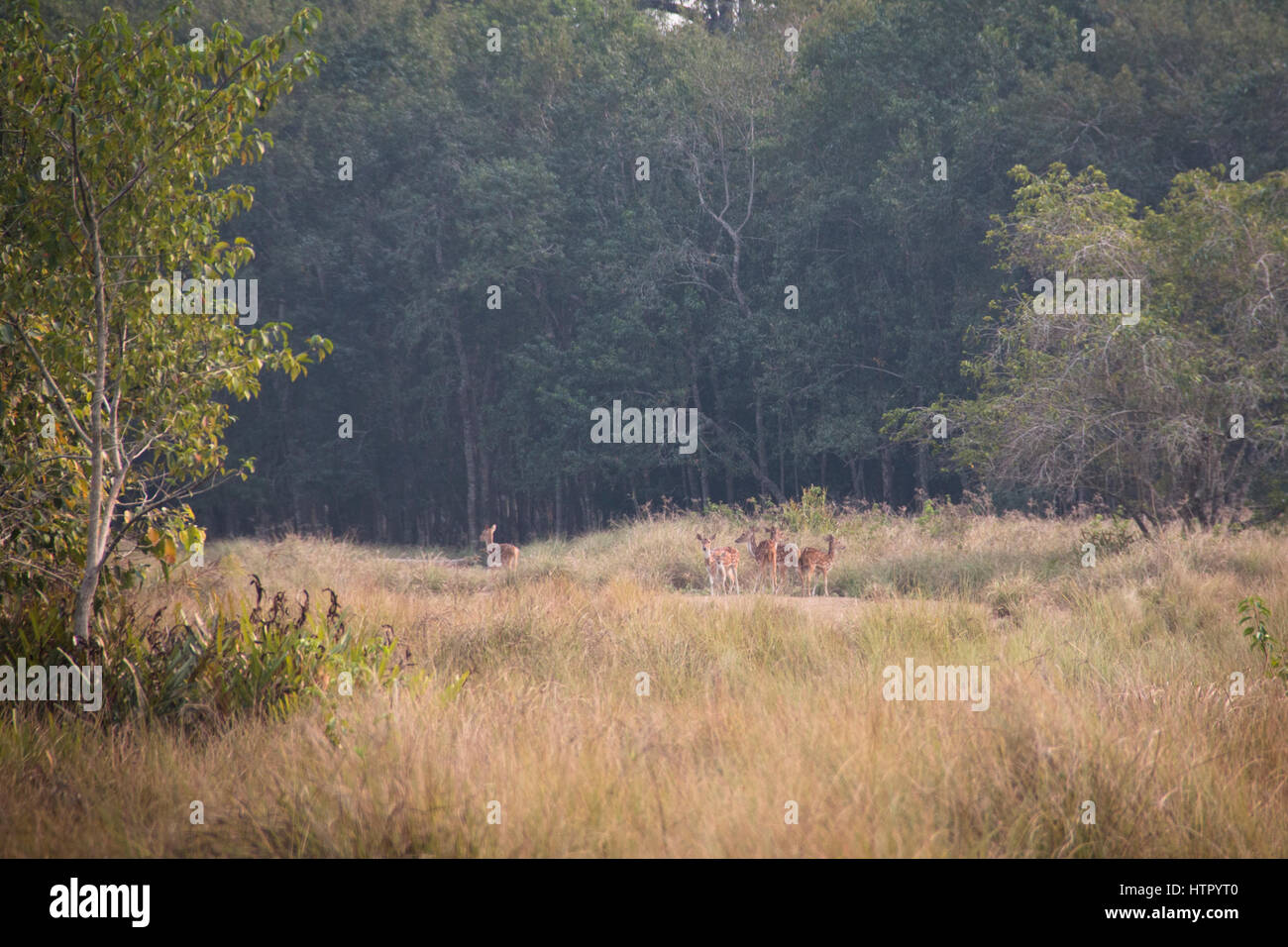 Avvistato cervi nel Parco Nazionale della Sundarbans, famoso per la sua Royal tigre del Bengala in Bangladesh Foto Stock