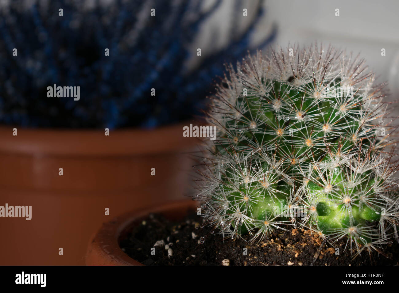 Una chiusura di un cactus nella luce del sole Foto Stock