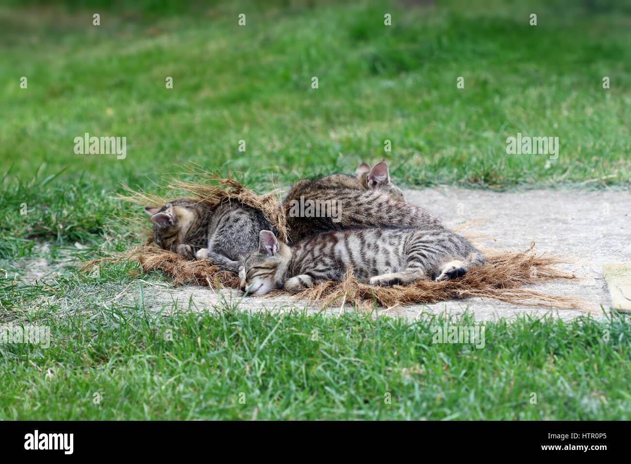 Gatto dorme con i cuccioli Foto Stock