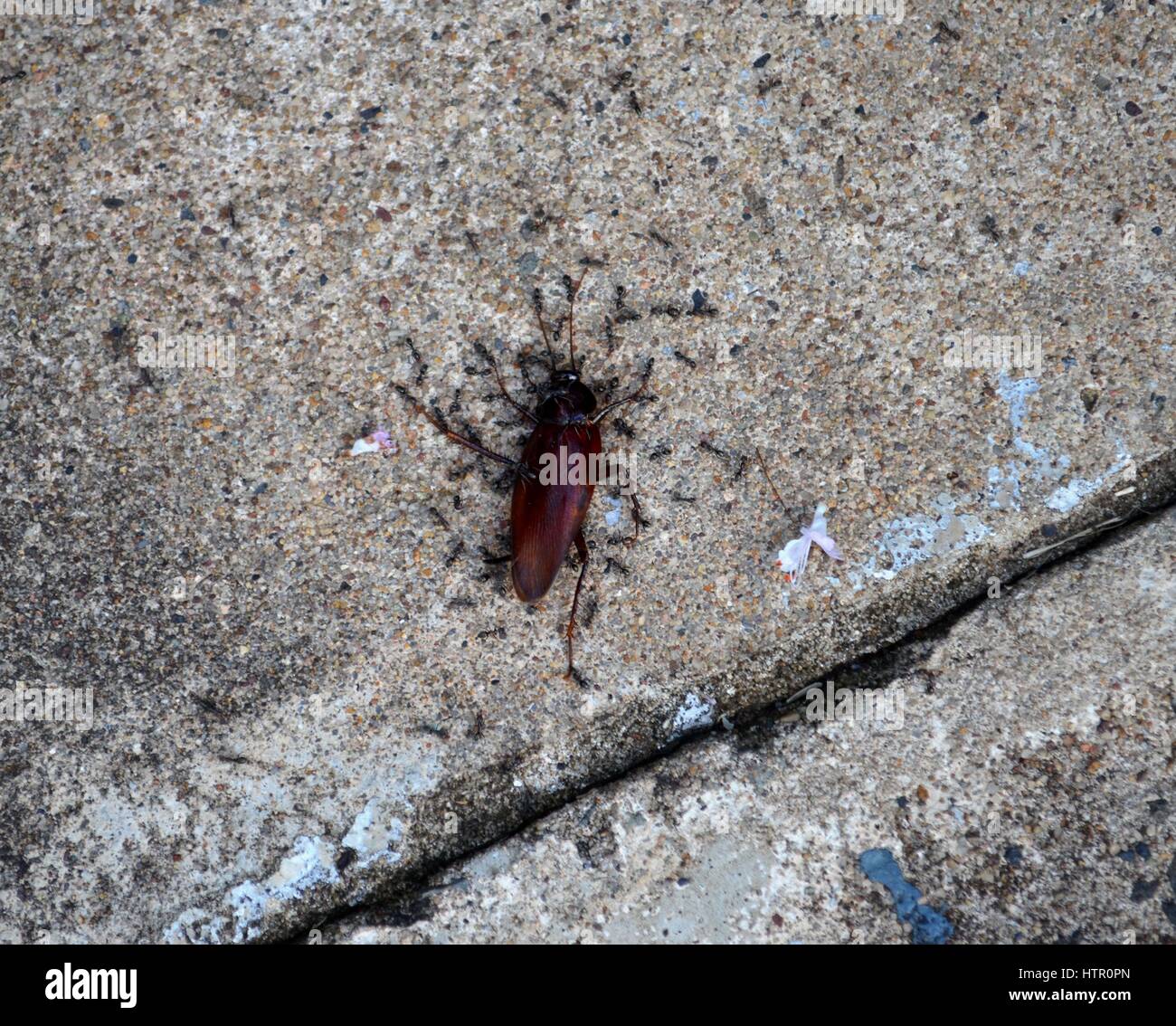 Foto insolita di uno scarafaggio morto essendo divorato dalle formiche nero Foto Stock