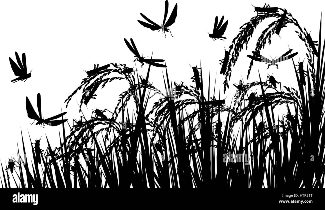 Silhouette di vettore illustrazione di uno sciame di locuste che attacca le piante di riso e minacciando la sicurezza alimentare con le cavallette come oggetti separati Illustrazione Vettoriale