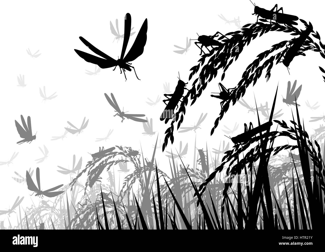 Silhouette di vettore illustrazione di uno sciame di locuste che attacca le piante di riso e minacciando la sicurezza alimentare Illustrazione Vettoriale