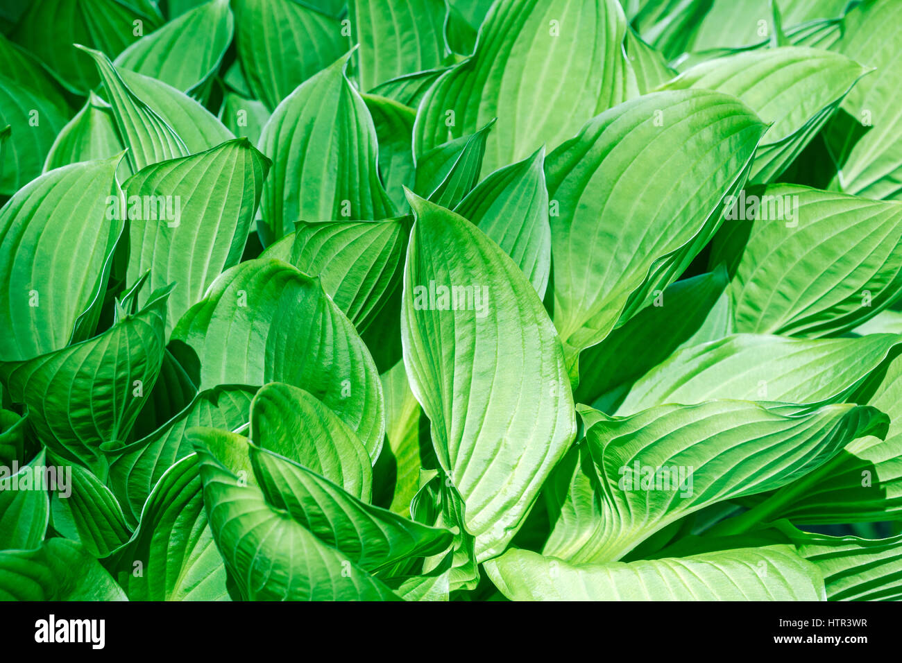 Verde naturale foglie fresche outdoor configurazione di sfondo Foto Stock