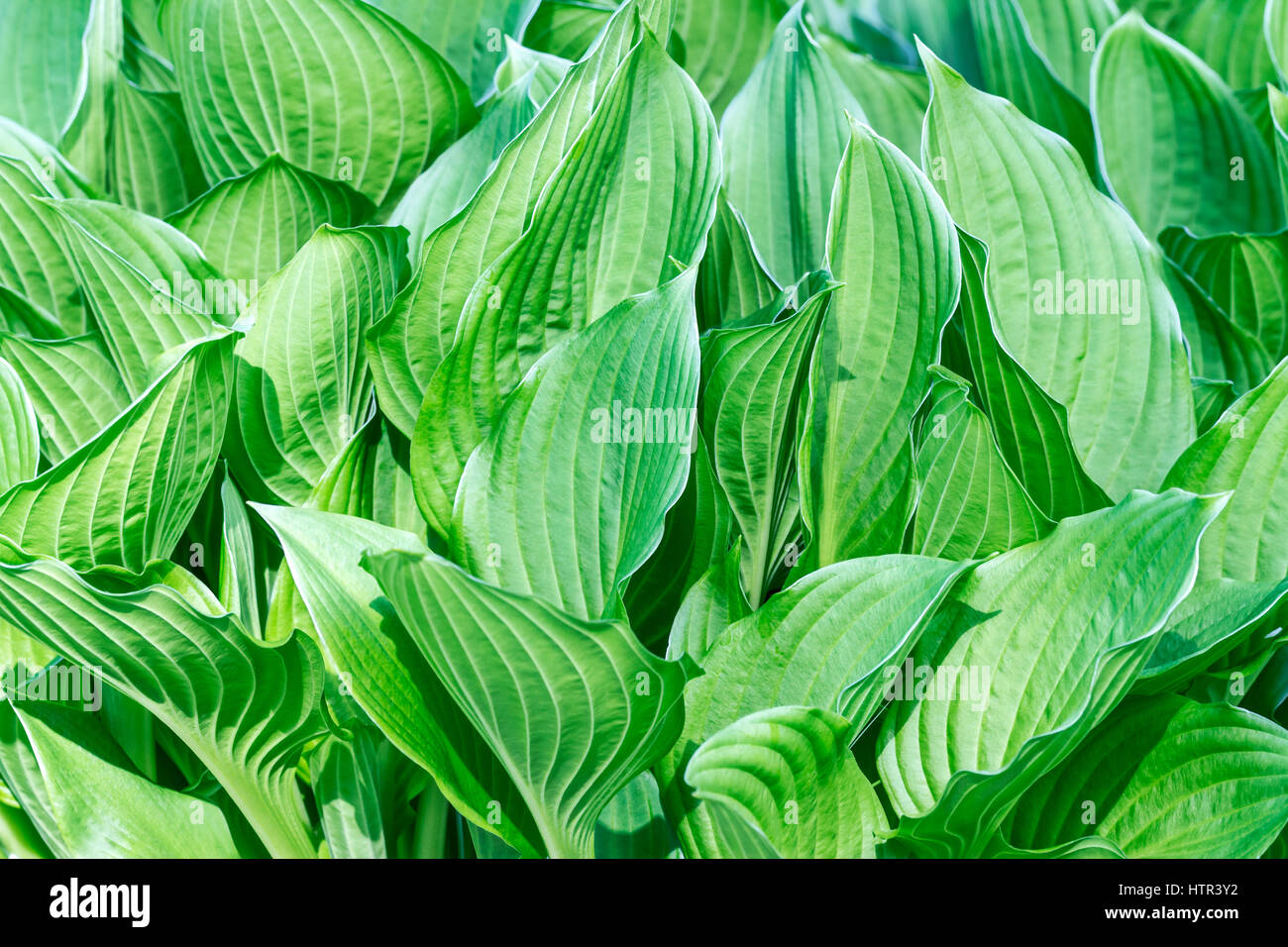 Colore verde brillante foglie fresche in primavera closeup Foto Stock