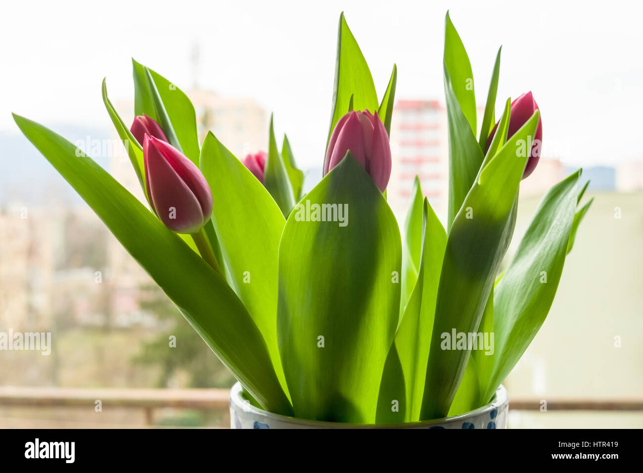 Bouquet di tulipani freschi in un posto vicino al finestrino. Foto Stock