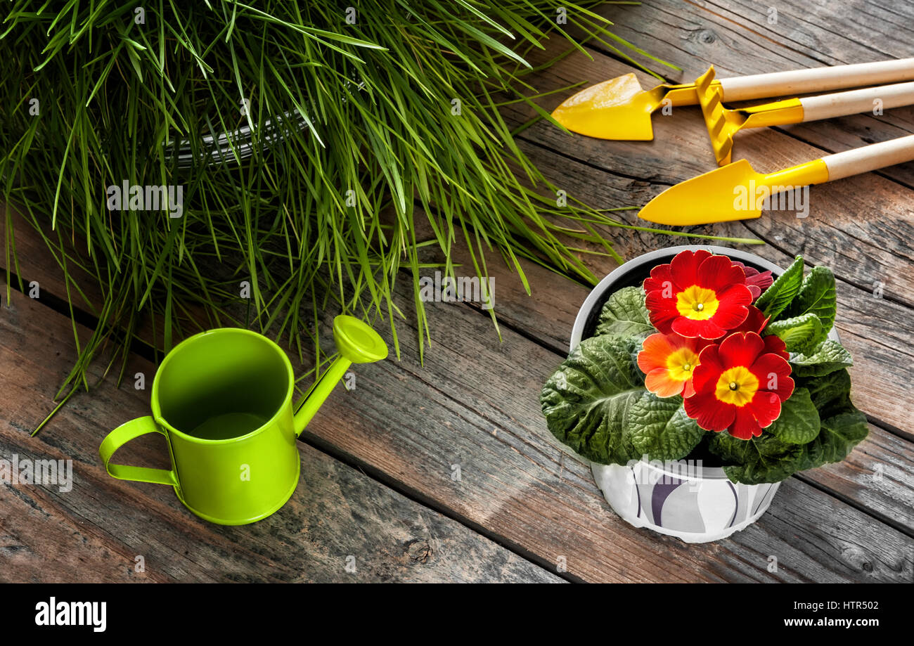 aglio e cura Foto Stock