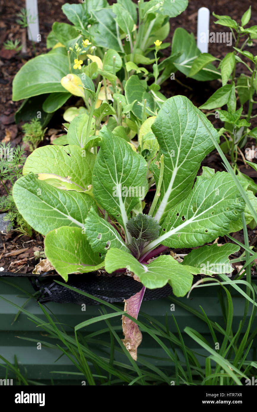 Homegrown cavolo cinese o pak choi su letto di verdure Foto Stock