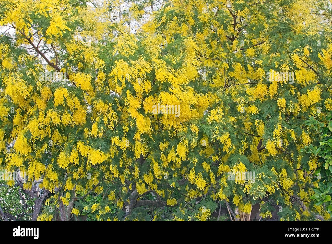 Fioritura mimosa fiori nel sole di Maiorca, isole Baleari, Spagna in febbraio. Foto Stock