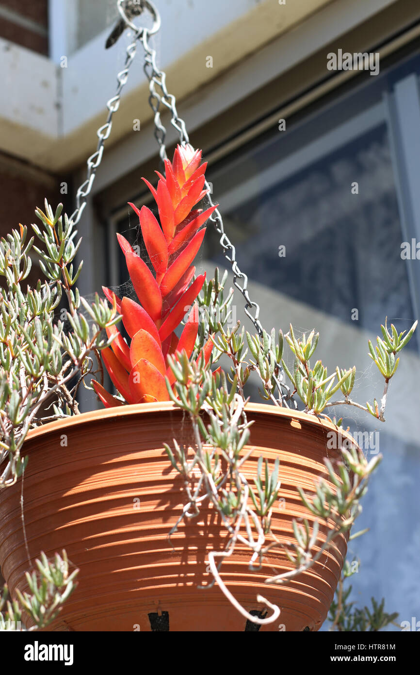 Mesembryanthemum crescente e Crassula Capitella Campfire succulente in vaso pensile Foto Stock
