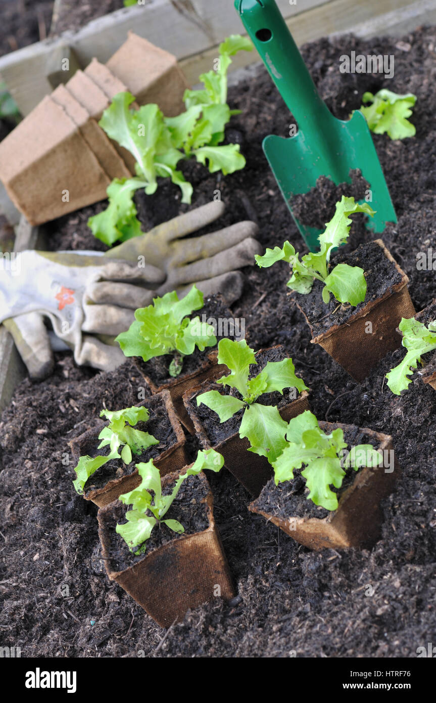 Piantine di insalata nel bucket biodegradabile in una patch Foto Stock