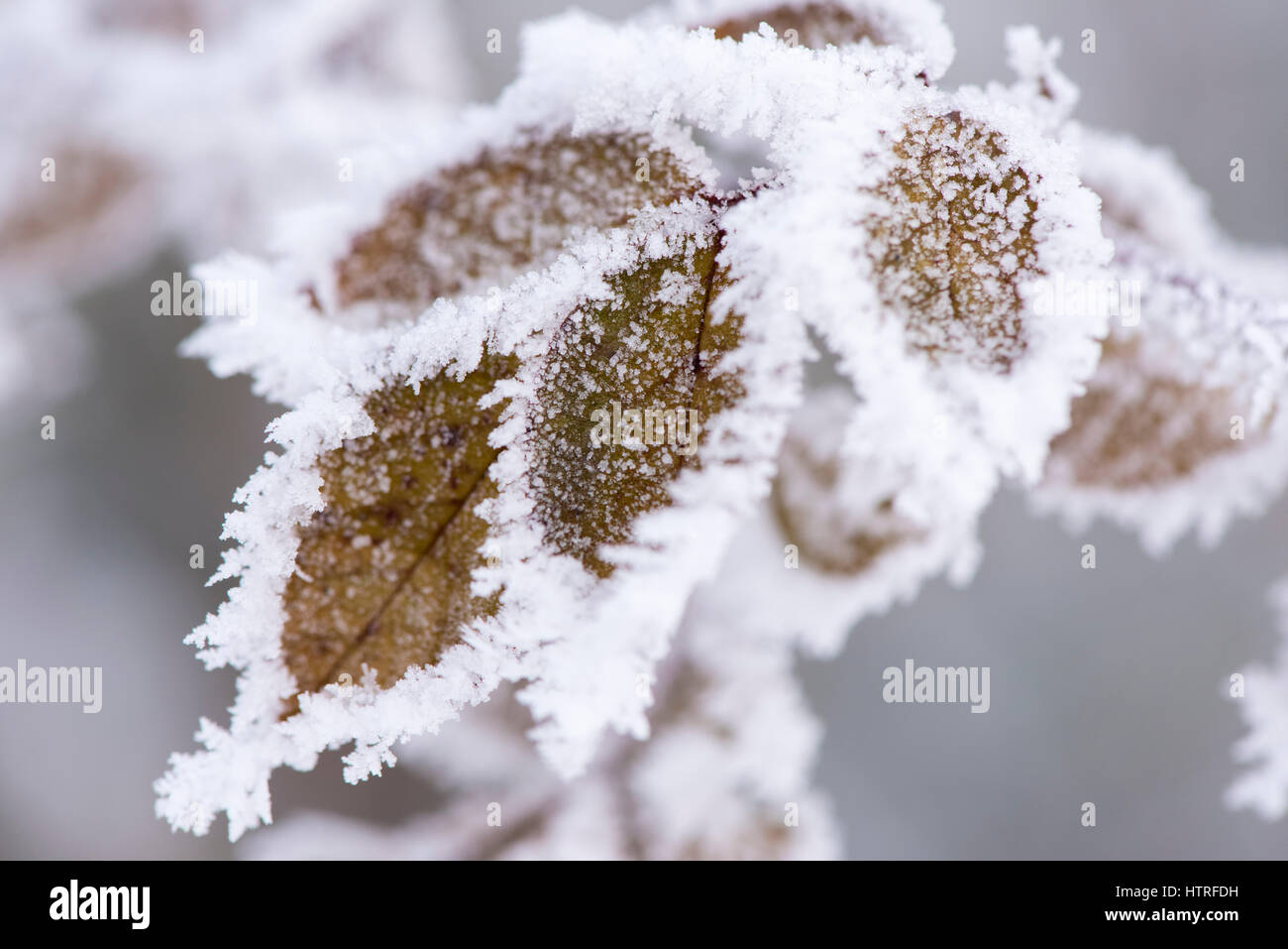 Foglie con la brina e il ghiaccio in inverno molto freddo giorno Foto Stock