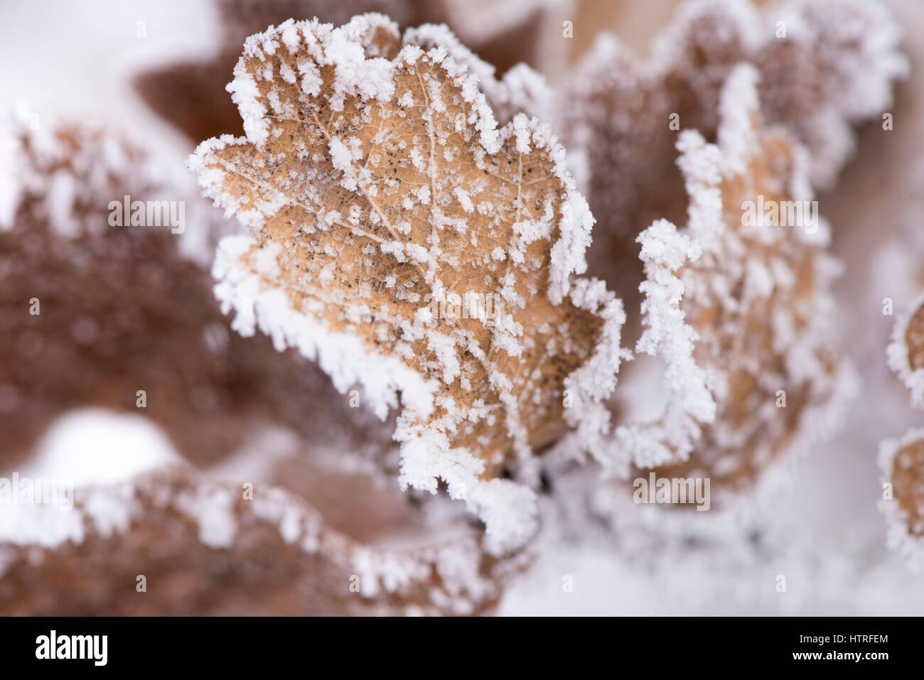 Foglie con la brina e il ghiaccio in inverno molto freddo giorno Foto Stock