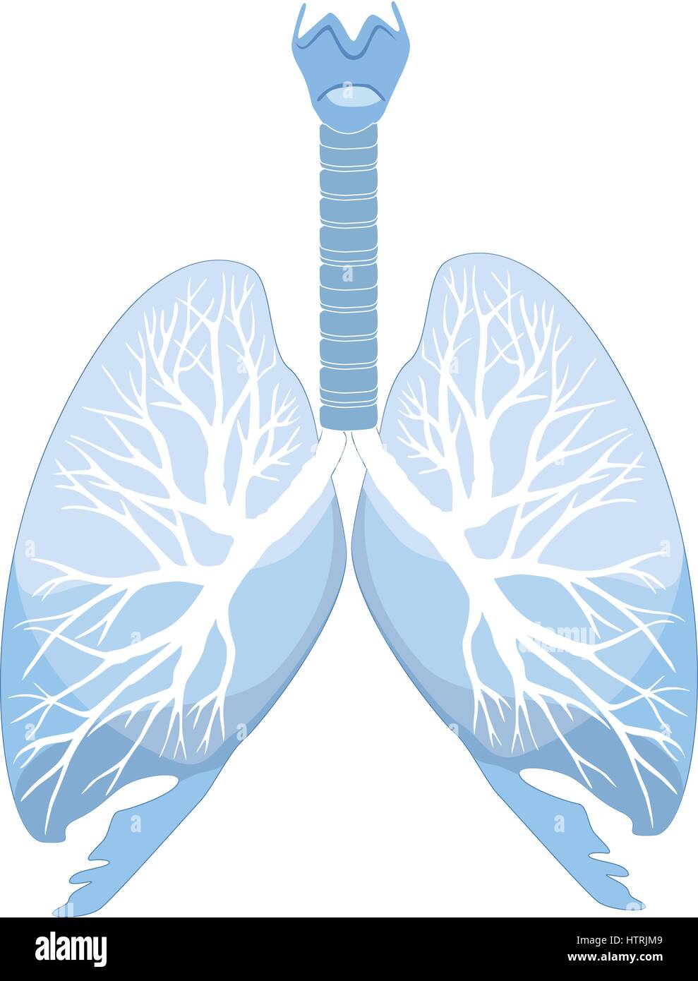 Polmoni umani e dei bronchi. organo umano struttura segno medico Illustrazione Vettoriale