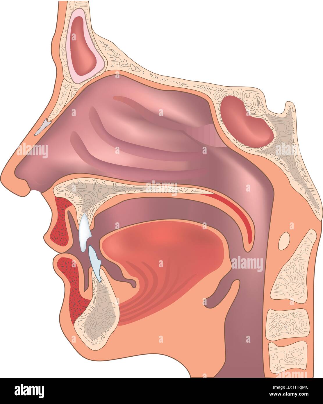 Anatomia del naso e della gola. organo umano struttura segno medico Illustrazione Vettoriale