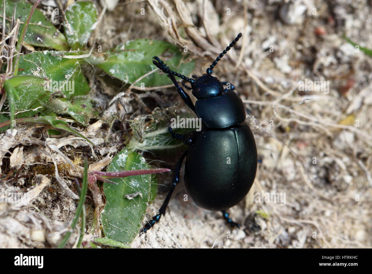 Sanguinosa naso-beetle Foto Stock
