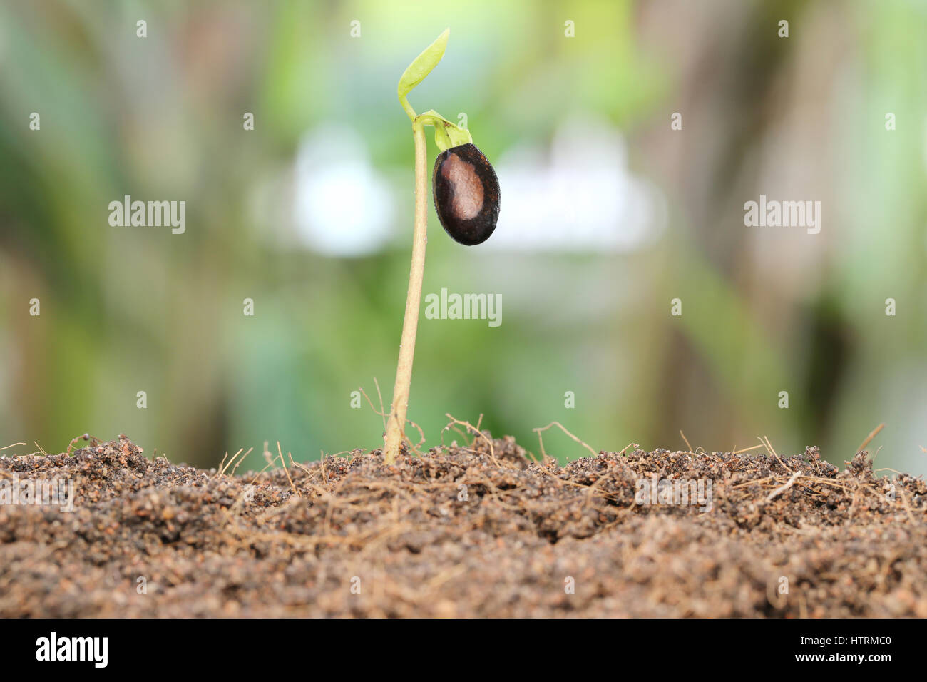 Piantine crescono sul terreno nel giardino,concetto di crescita. Foto Stock