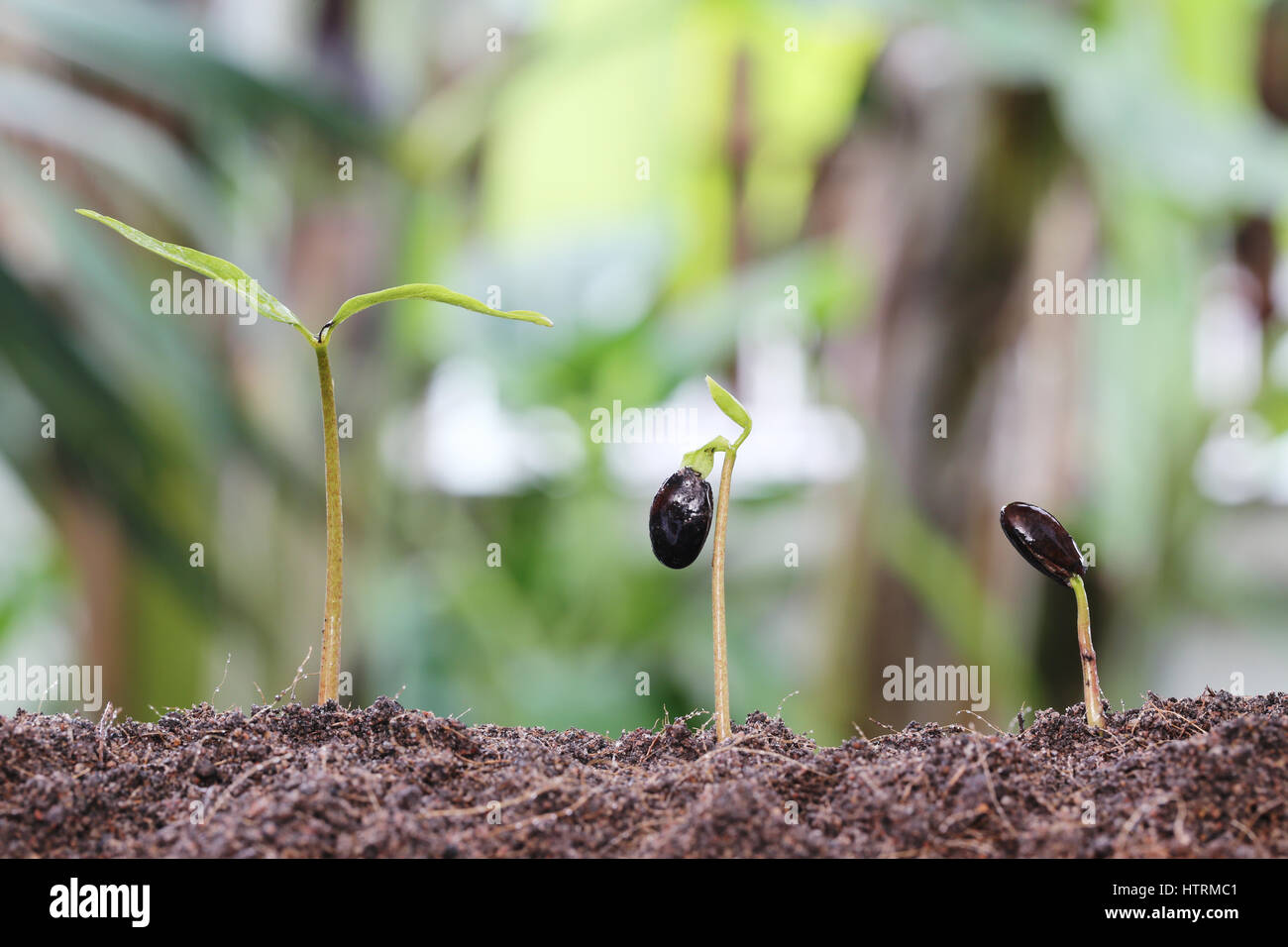 Piantine crescono sul terreno nel giardino,concetto di crescita. Foto Stock