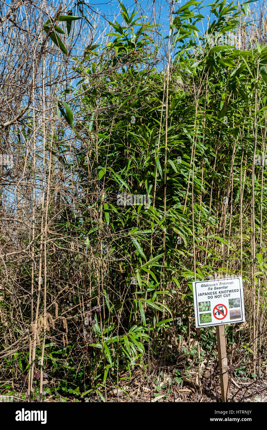 Knotweed giapponese o Fallopia japonica, a lato di una strada con un cartello di avvertimento per non tagliare. Foto Stock