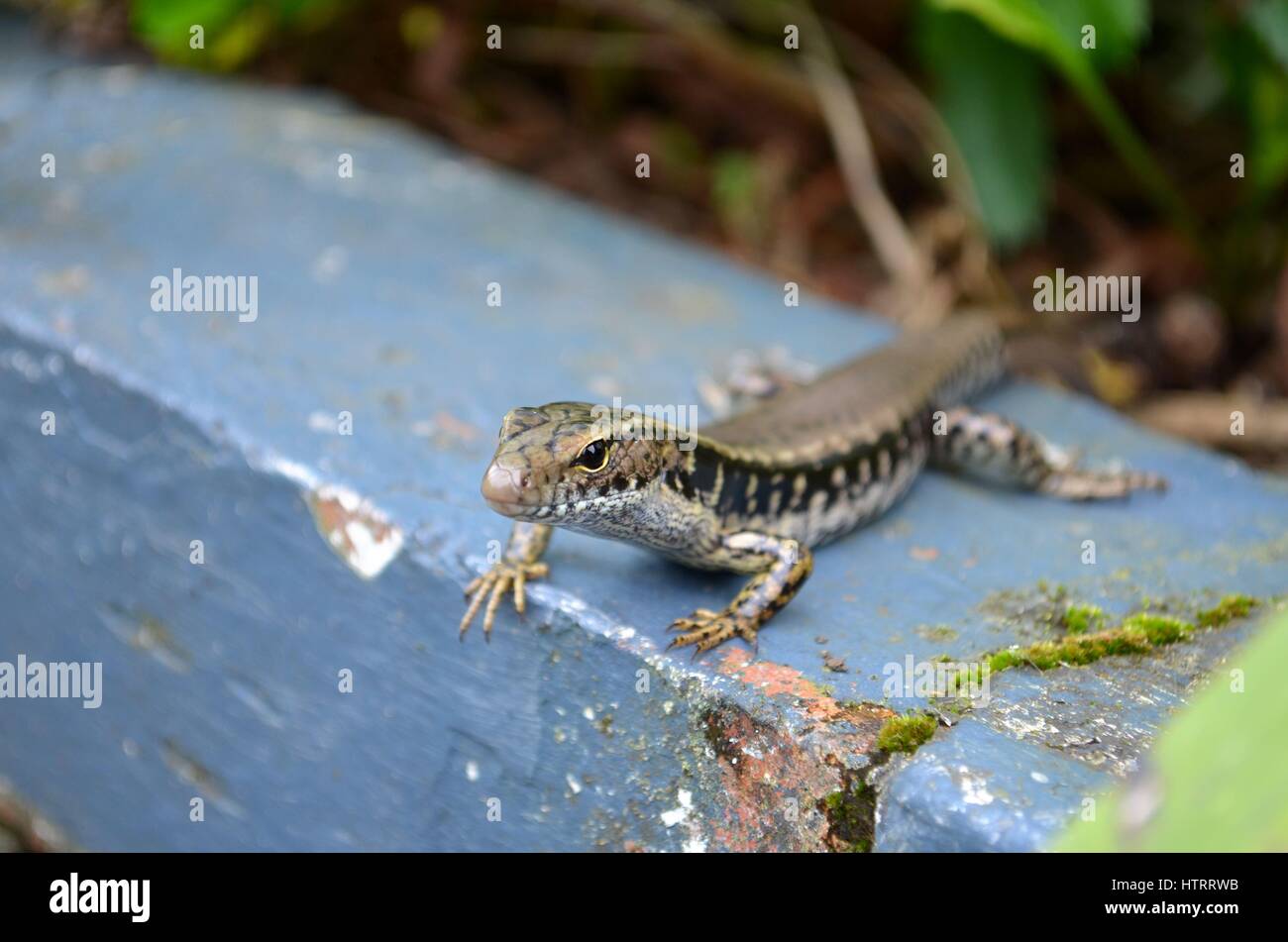 Giardino in comune skink lizard ingrandisci fino Foto Stock