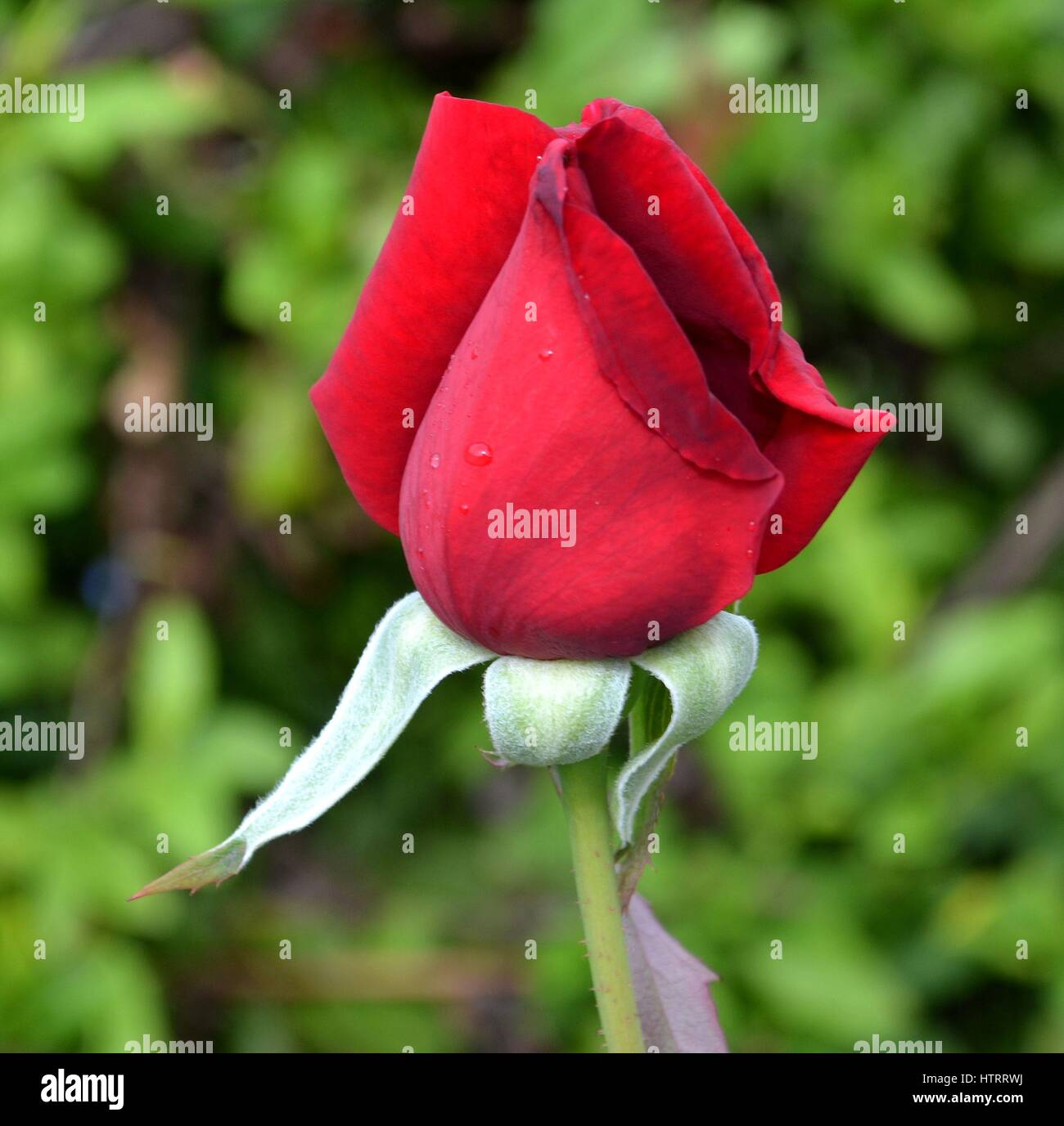 Red Rose bud che cresce in giardino zoom in Foto Stock