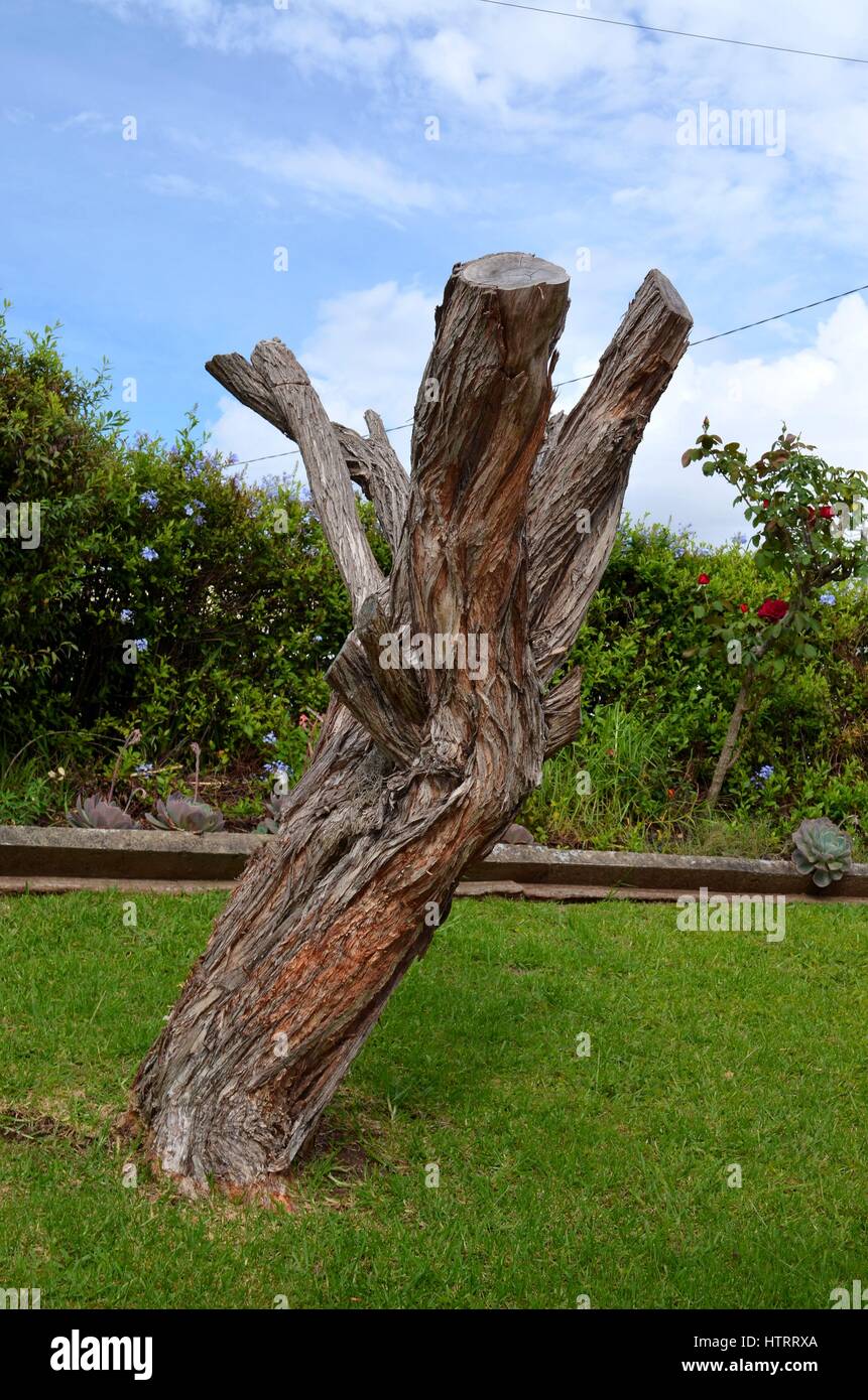 Ceppo di albero in giardino suburbano Foto Stock