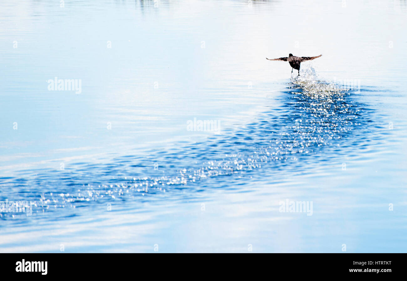 Un uccello che sta volando su un lago lasciando una traccia con le sue gambe in acqua Foto Stock