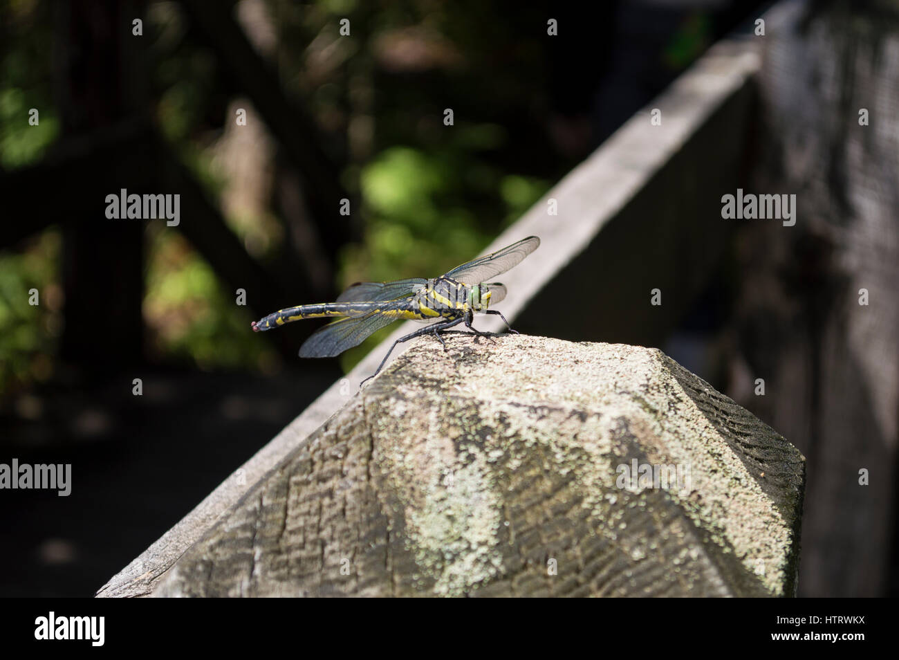 Dragonfly su un post Foto Stock