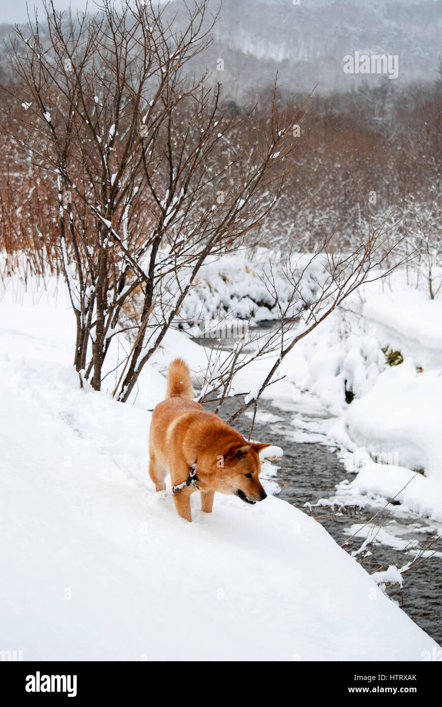 Jindo cane a camminare sulla neve dal flusso Foto Stock