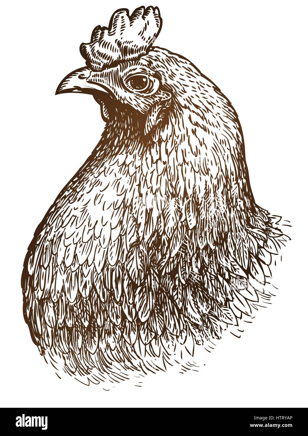 Disegnata a mano ritratto di pollo. Allevamento di polli, animali polli domestici sketch. Vintage illustrazione vettoriale Illustrazione Vettoriale