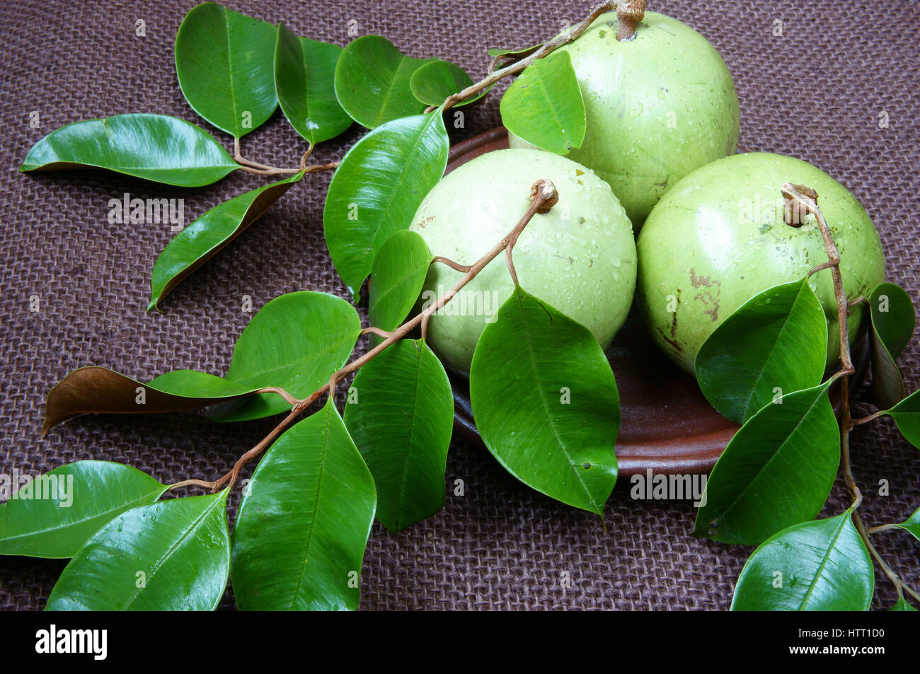 Il Vietnam frutta, latte di frutta o star apple o Vu Sua, è speciale prodotto di fattoria che la nutrizione, frutta con foglia verde su sfondo marrone Foto Stock