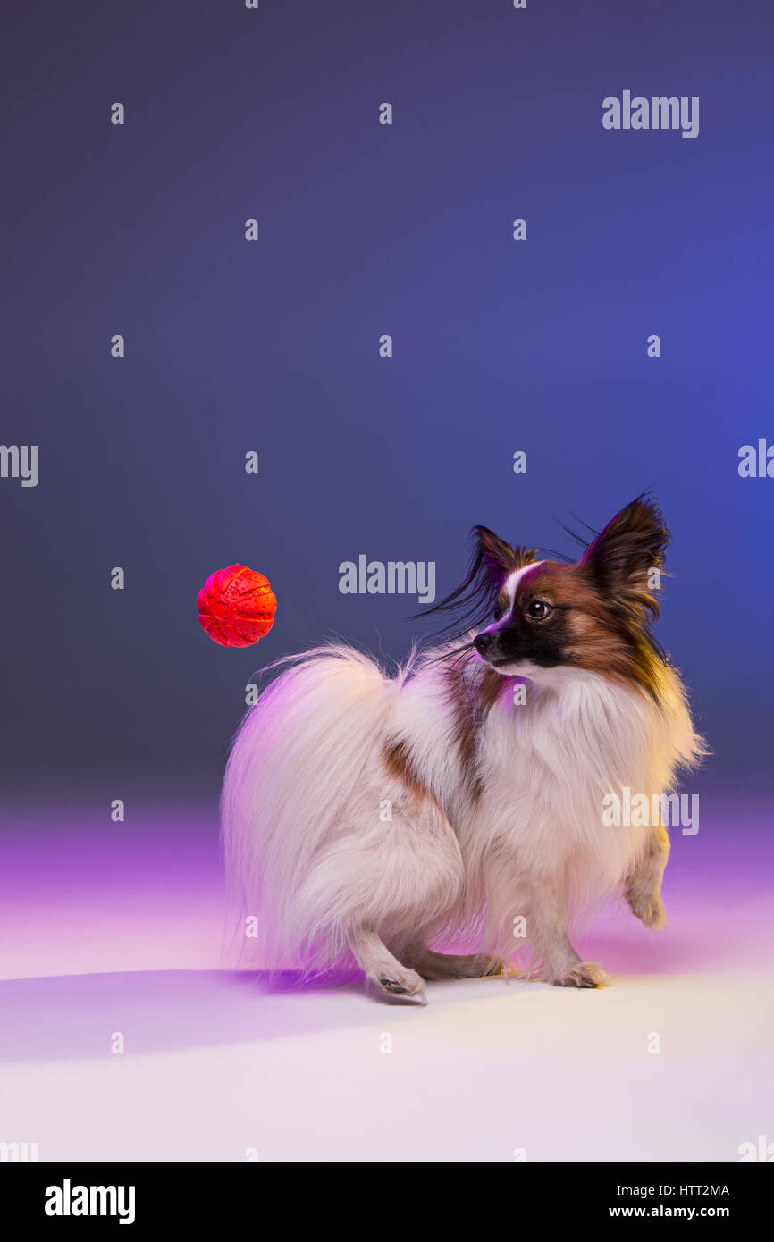 Ritratto In Studio Di Un Piccolo Cucciolo Che Sbadiglia Papillon