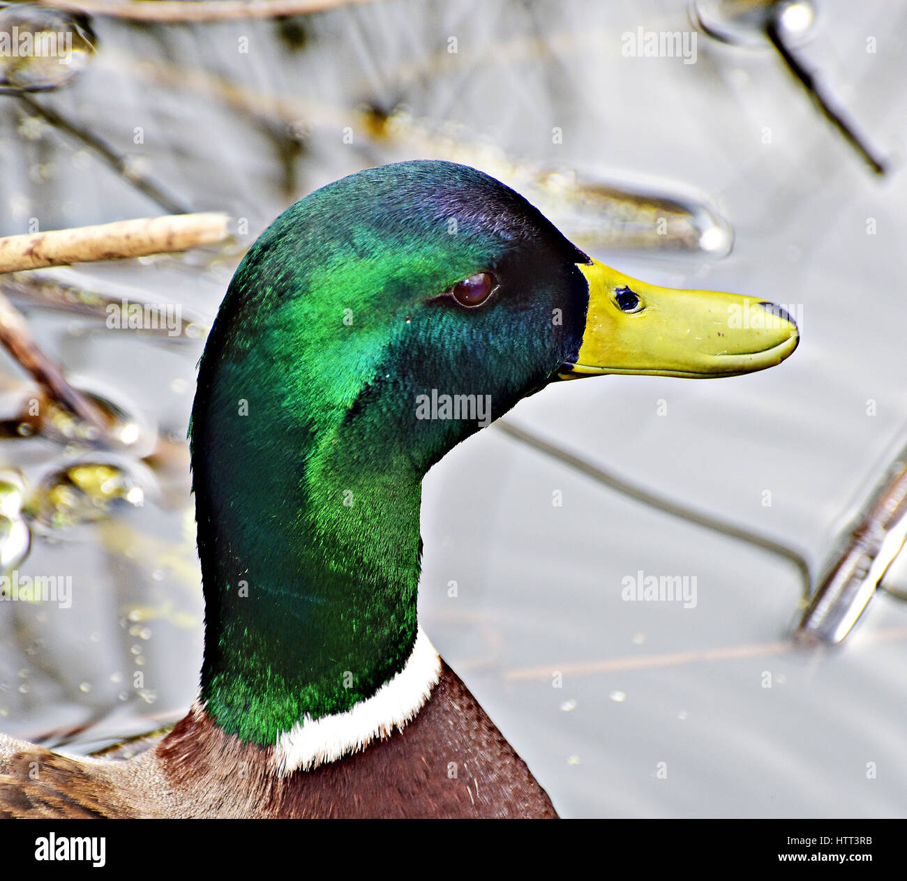 Ritratto di un Drake Mallard duck (Anas platyrhynchos) Foto Stock