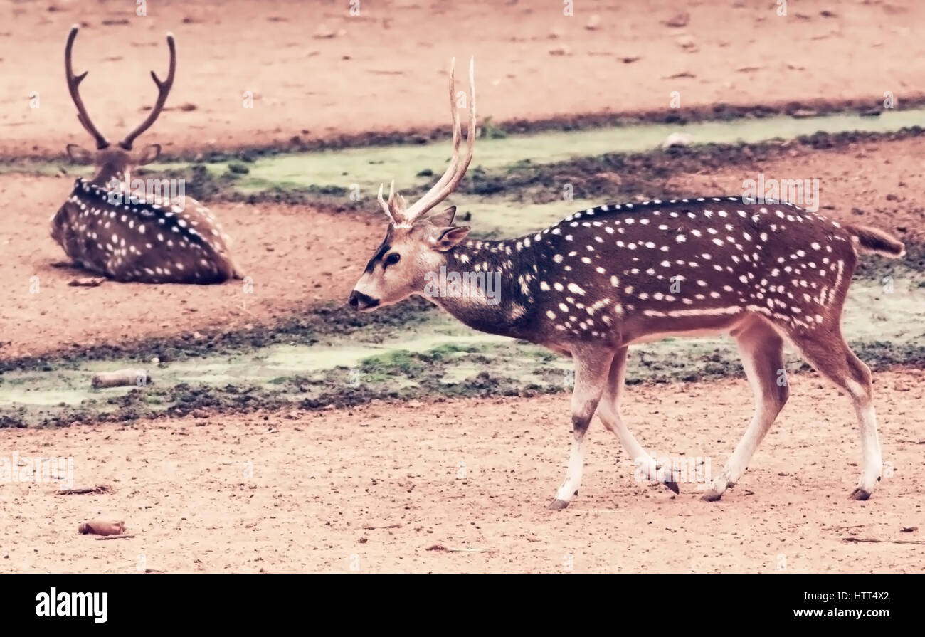 Due spotted deer in natura Foto Stock