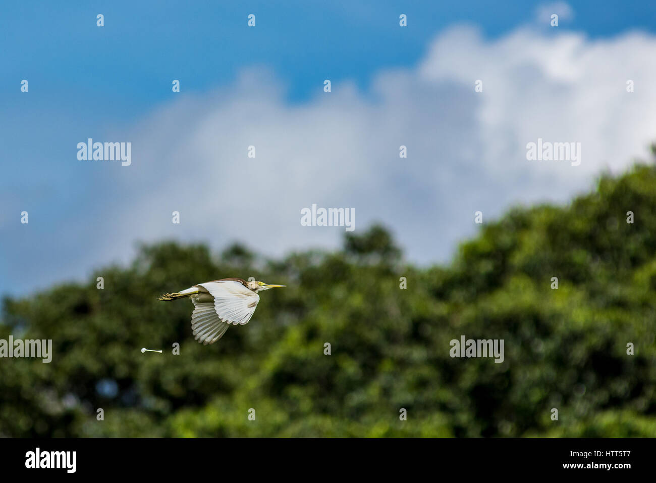 Un grande uccello airone pooing metà volo con uno sfondo di alberi e cielo blu con profondità di campo ridotta. Foto Stock
