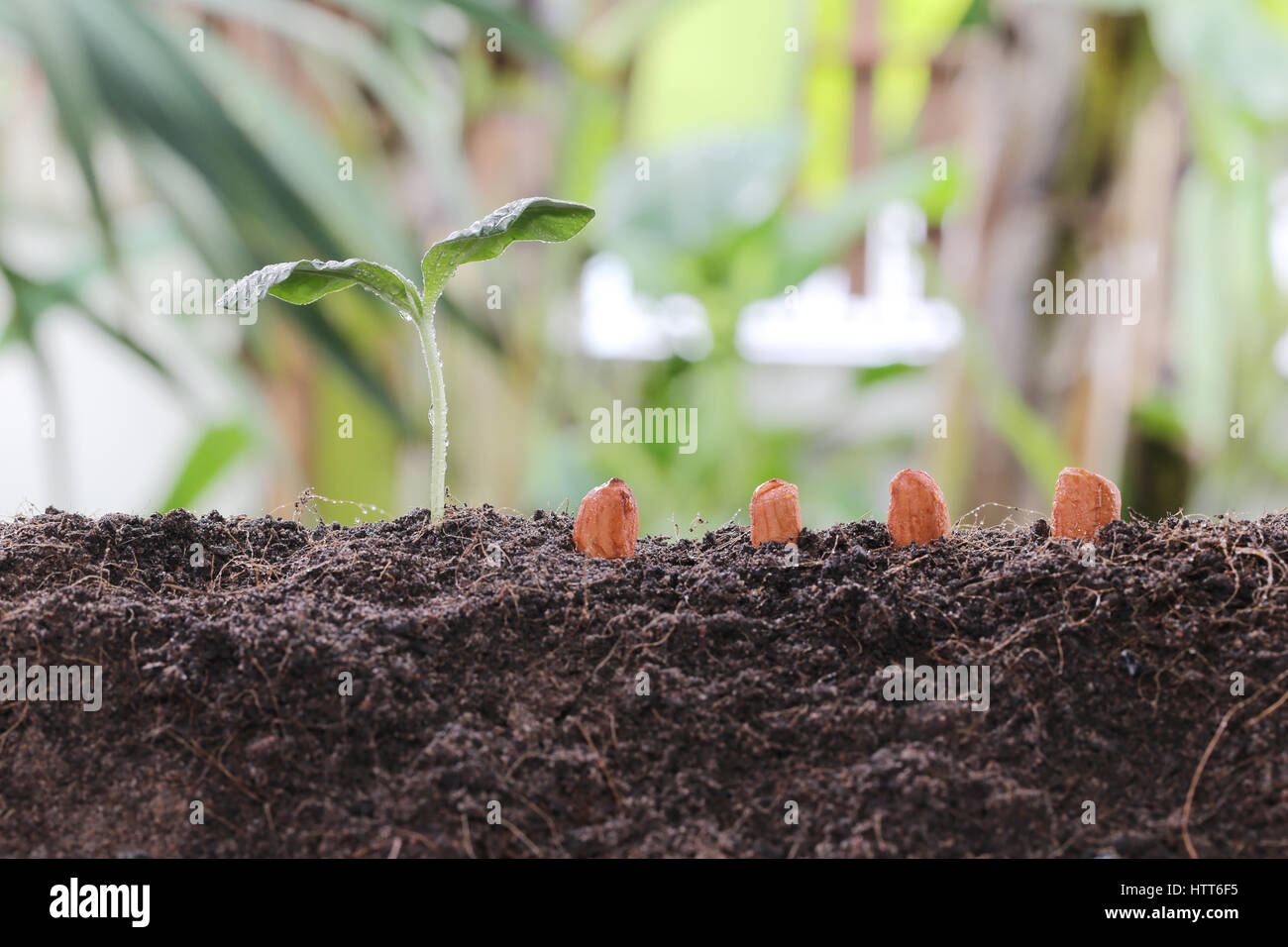 Piantine di arachide sul terreno in un orto concetto di agricoltura e di crescente design. Foto Stock