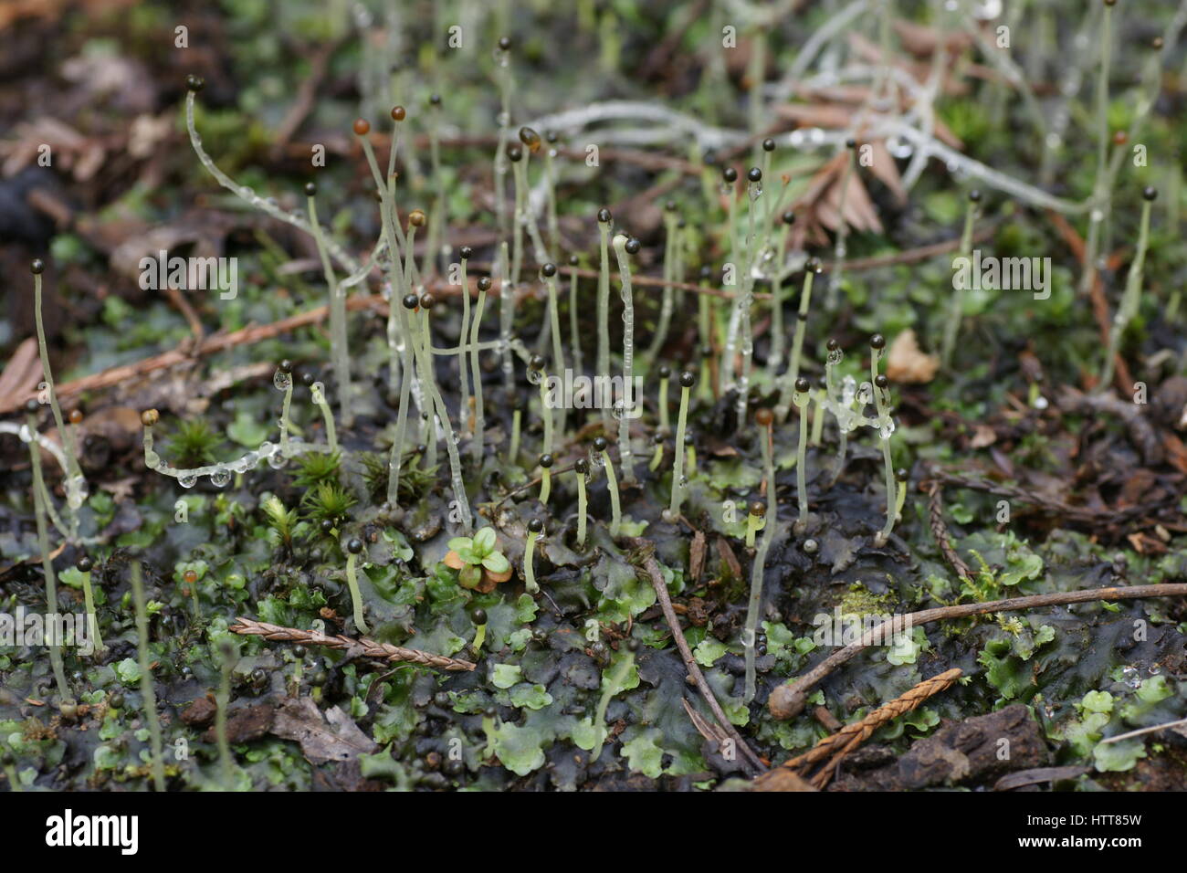 Sporangia Liverwort Foto Stock